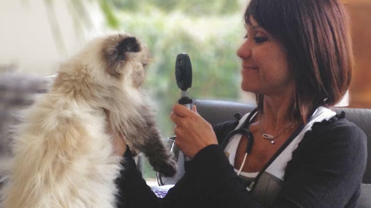 Docteur vétérinaire Lamure-Sauvaire examine un chat Docteur vétérinaire Lamure-Sauvaire examine un chat