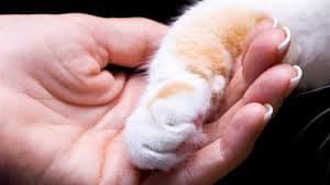 Patte de chat est sur la main humaine