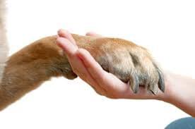 Patte de chien est dans la main humaine