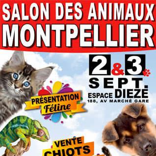 Posteur du salon des animaux monpellier le 2 et 3 septembres : présentation féline et vente chiots