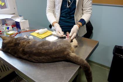 Docteur Lamure-Sauvaire effectue une chirurgie sur la patte d'un chat allongé sur la table