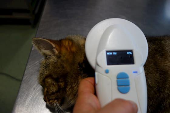 L'appareil de vérification de puce éléctronique posé sur un chat