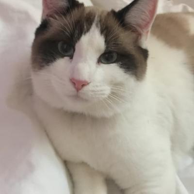 Chat blanc tâché de docteur vétérinaire Lamure-Sauvaire