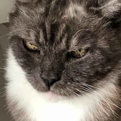 Vieux chat gris et blanc de docteur vétérinaire Lamure-Sauvaire