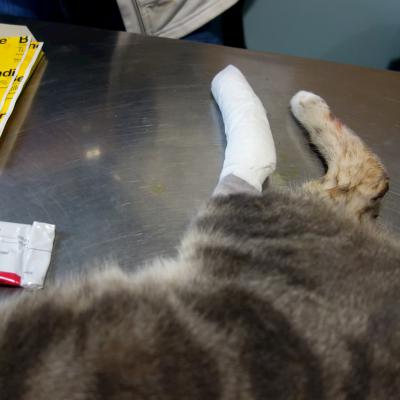 Chat allongé sur une table avec la patte arrière bandée