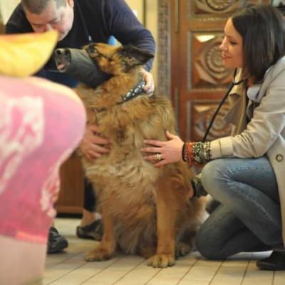 Docteur vétérinaire Lamure-Sauvaire examine à domicile un Berger Allemand