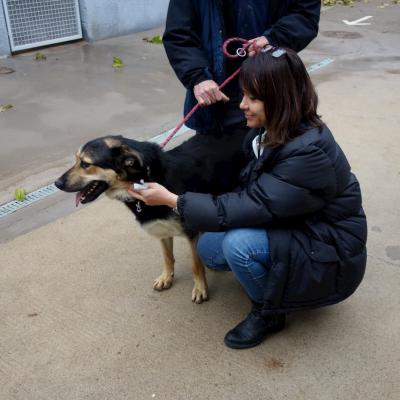 Docteur vétérinaire Lamure-Sauvaire consulte un chien