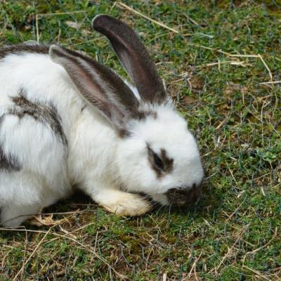 Lapin noir blanc dans la nature