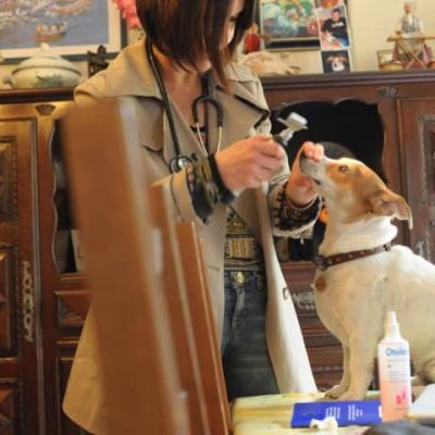 Docteur vétérinaire Lamure-Sauvaire examine les yeux d'un petit chien assis sur la table