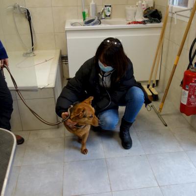 Docteur vétérinaire Lamure-Sauvaire examine un petit chien à domicile